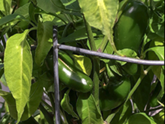 Early Jalapeno